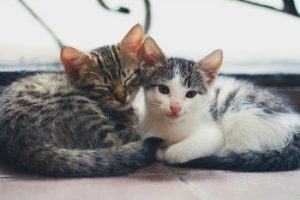 Outdoor_Cat_Houses_Insulated_Cat_Houses_Kittens