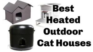 Outdoor_cat_houses_best_heated_outdoor_cat_houses