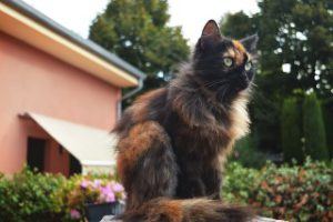 outdoor_cat_houses_outside_cat