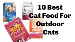 Outdoor_cat_houses_best_dry_cat_food_for_outdoor_cats